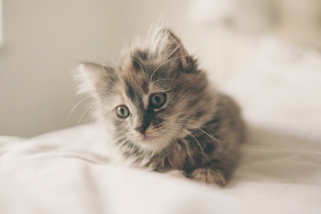 Fluffy kitten